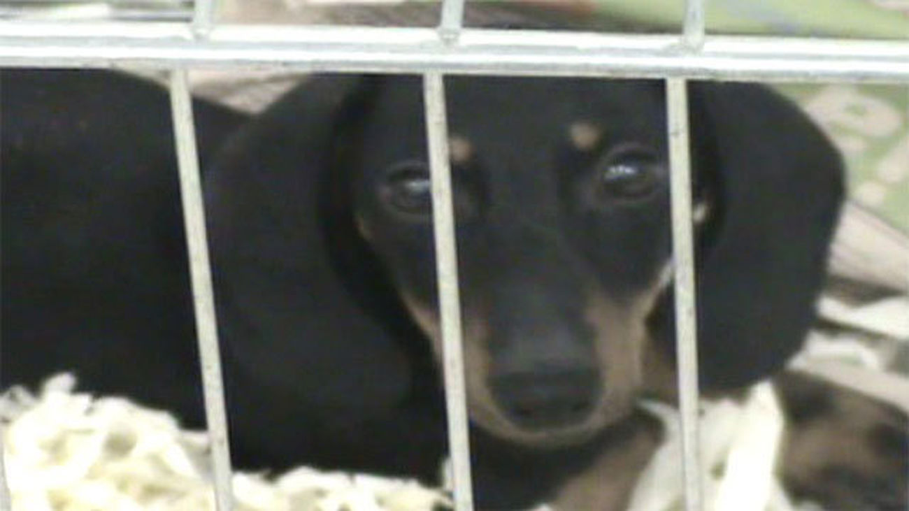 Inmovilizados 73 cachorros de perros checos en Barajas