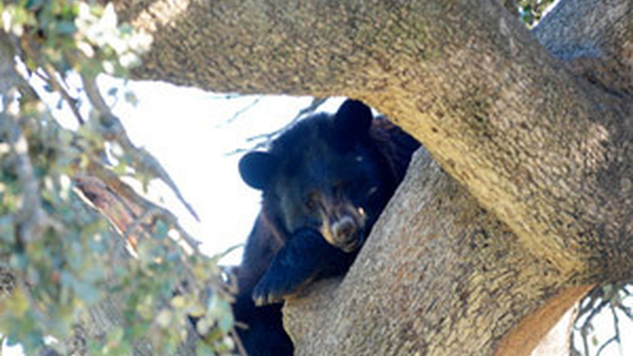 El Safari Madrid presenta el Programa de Reintroducción del halcón peregrino