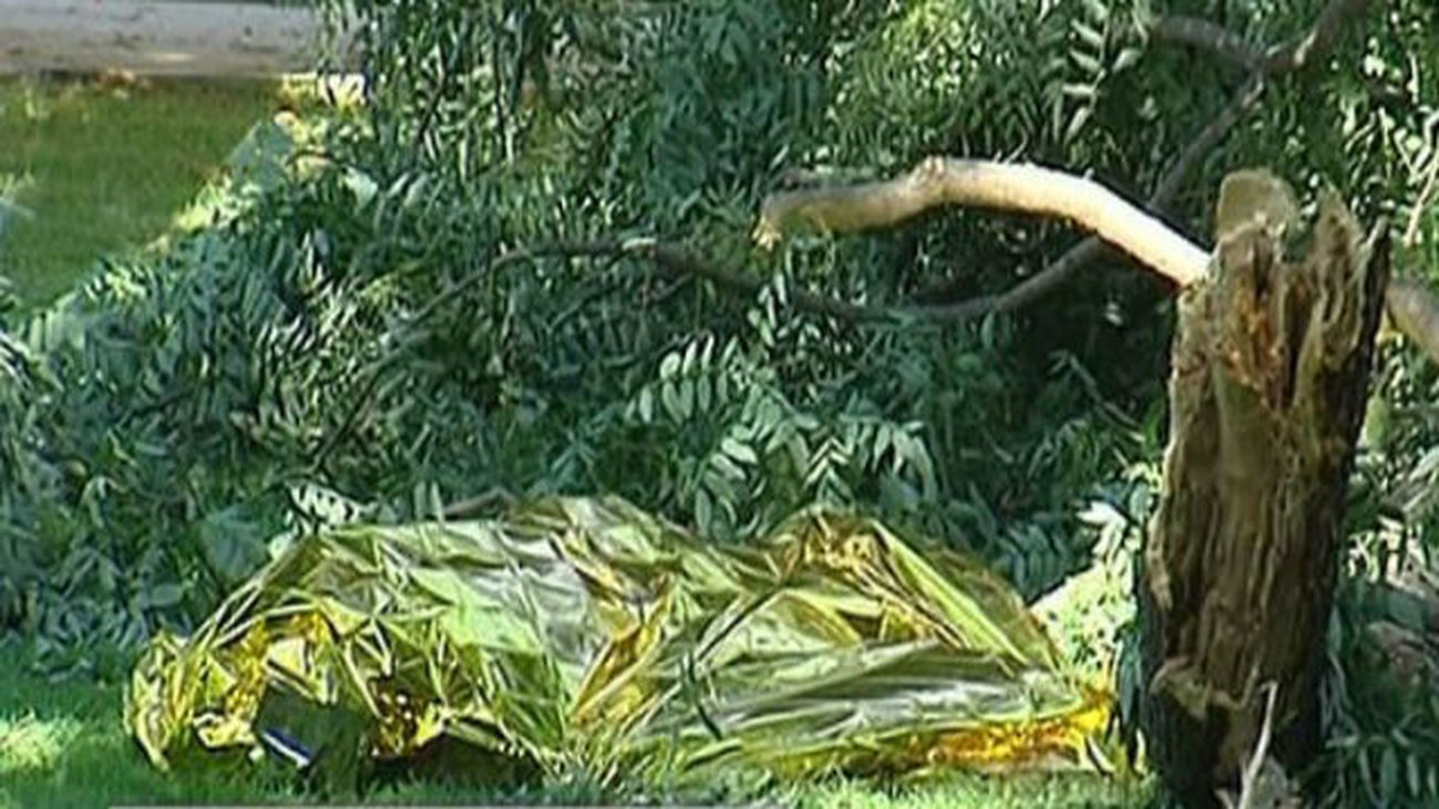 El árbol cuya rama mató a un hombre en el Retiro estaba sano