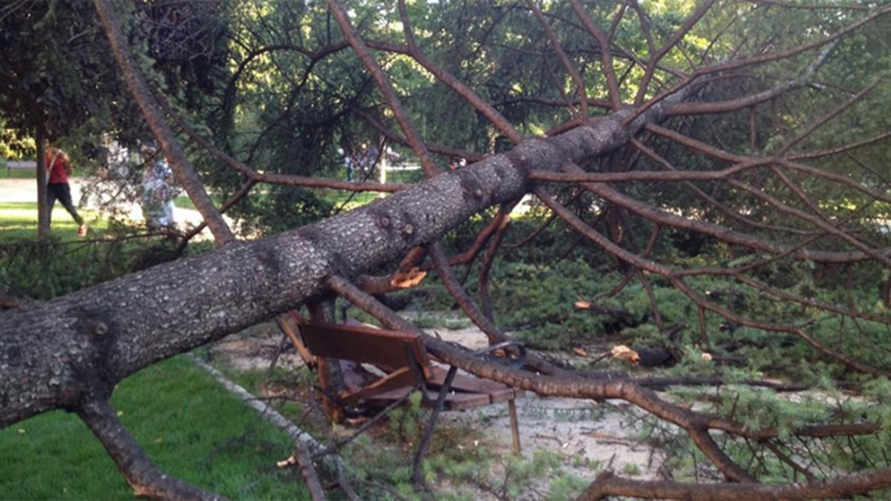 La caída de árboles en Madrid, en el último pleno de la temporada en el ayuntamiento