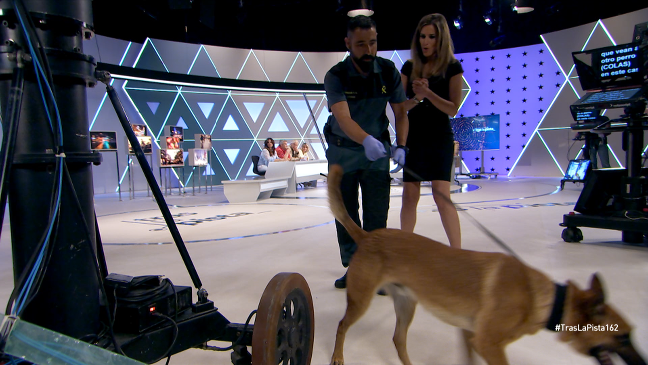 Athor, un perro capaz de rastrear y encontrar hasta una gota de sangre