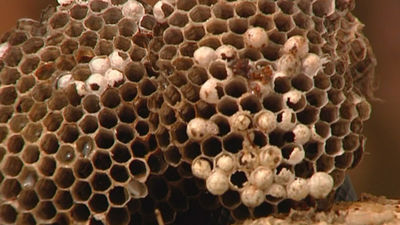 Las intervenciones de bomberos por enjambres de abejas baten récord este año