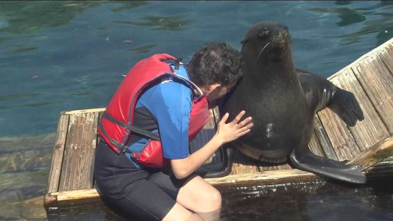 Un baño entre osos marinos en Faunia