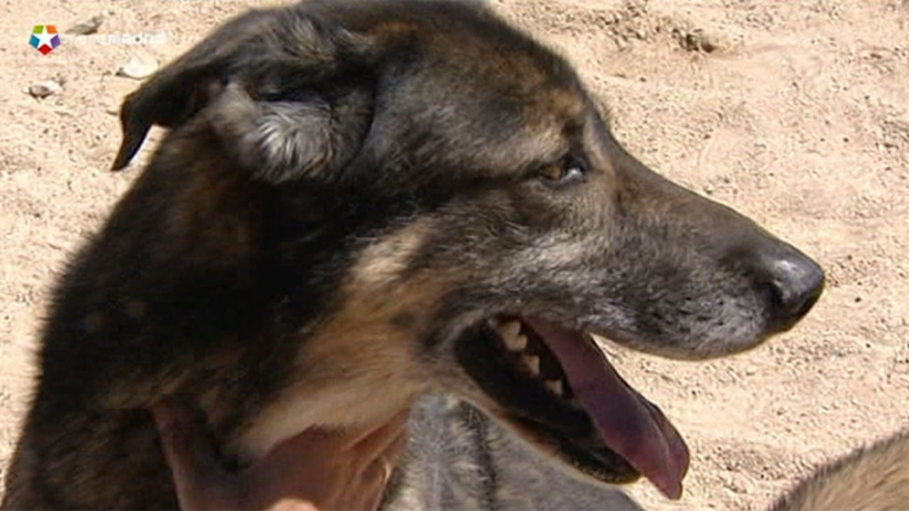 El Ayuntamiento de Majadahonda remarca varios puntos de la Ordenanza de Animales Domésticos