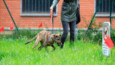 El Ayuntamiento instalará nuevas áreas caninas en Madrid