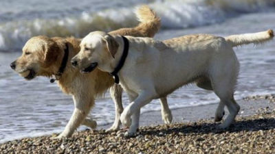 Dado a conocer el borrador del nuevo reglamento para el disfrute de animales domésticos