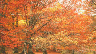 Entrevista a Ismael Martín Hernán, alcalde de Montejo de la Sierra