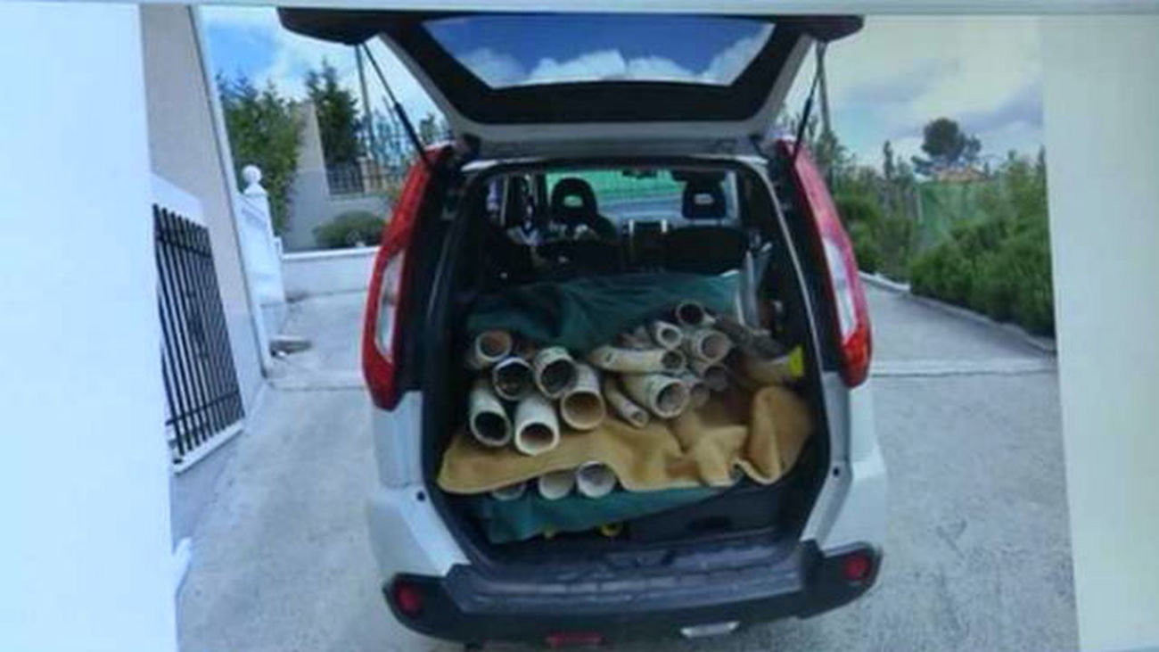 La Guardia Civil incauta 74 colmillos de elefante en una casa de Colmenar Viejo