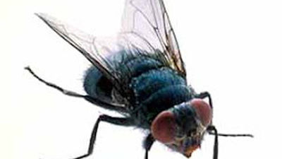 Hablamos con Antonio Martínez, portavoz de la Plataforma 'Jarama Vivo' sobre la plaga de Mosca Negra