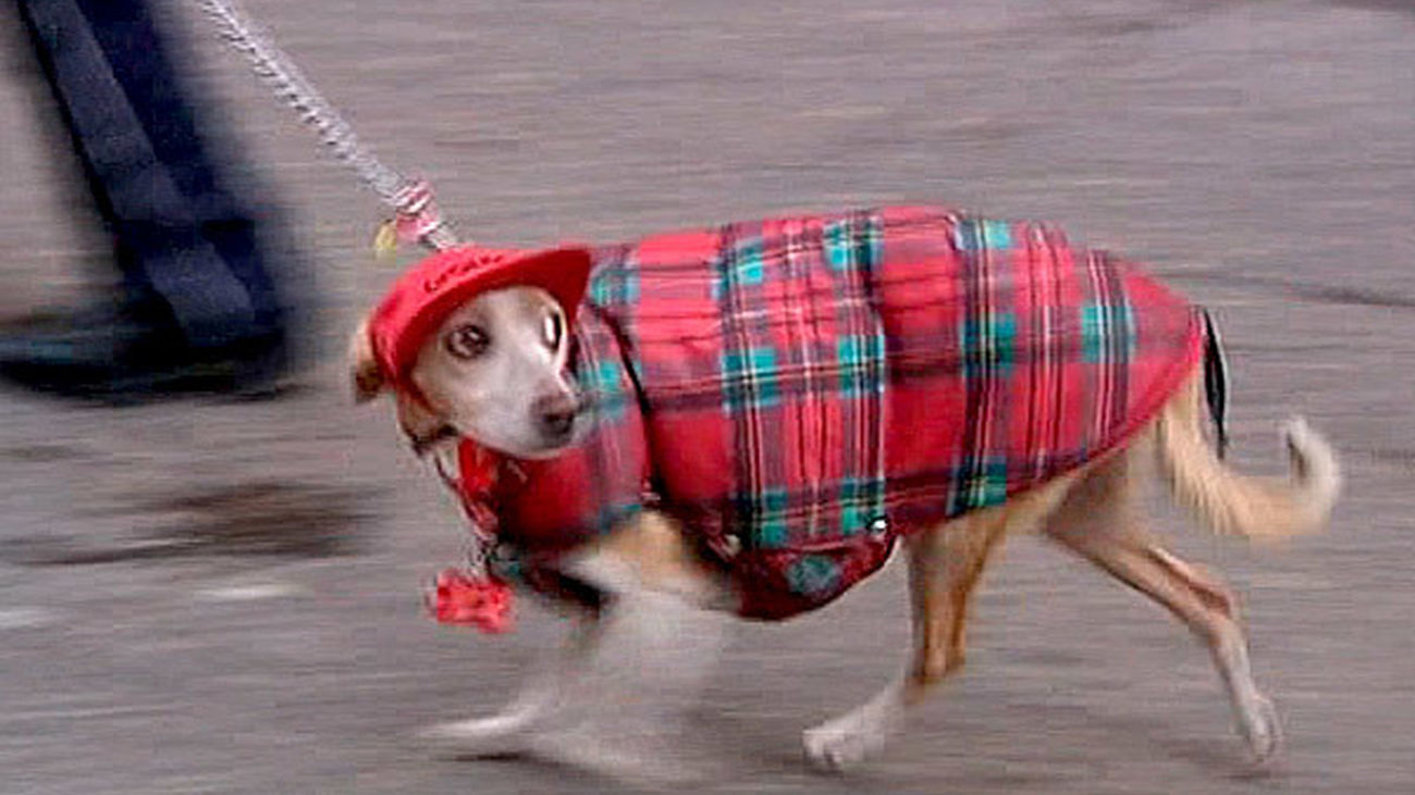 Madrid celebrará San Antón promoviendo el respeto por los animales