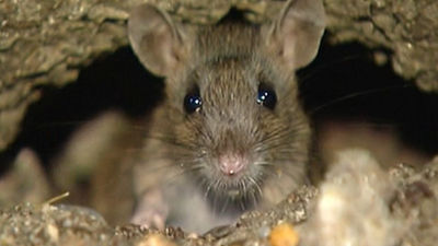 Plaga de ratas en Parla