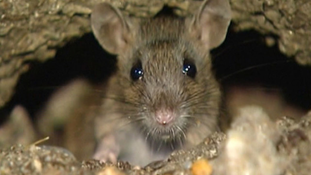 Plaga de ratas en Parla