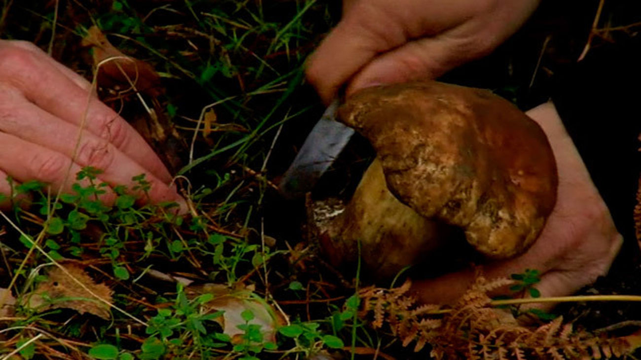 Sanidad aconseja prevención ante el comienzo de la temporada de recogida de setas