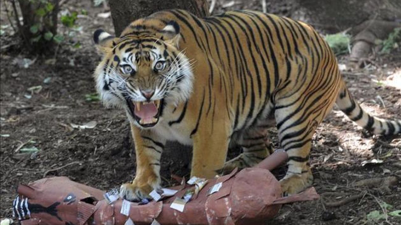 Trágico suceso en un parque zoológico de Benidorm. Una cuidadora fallecía este fin de semana tras ser atacada por un tigre