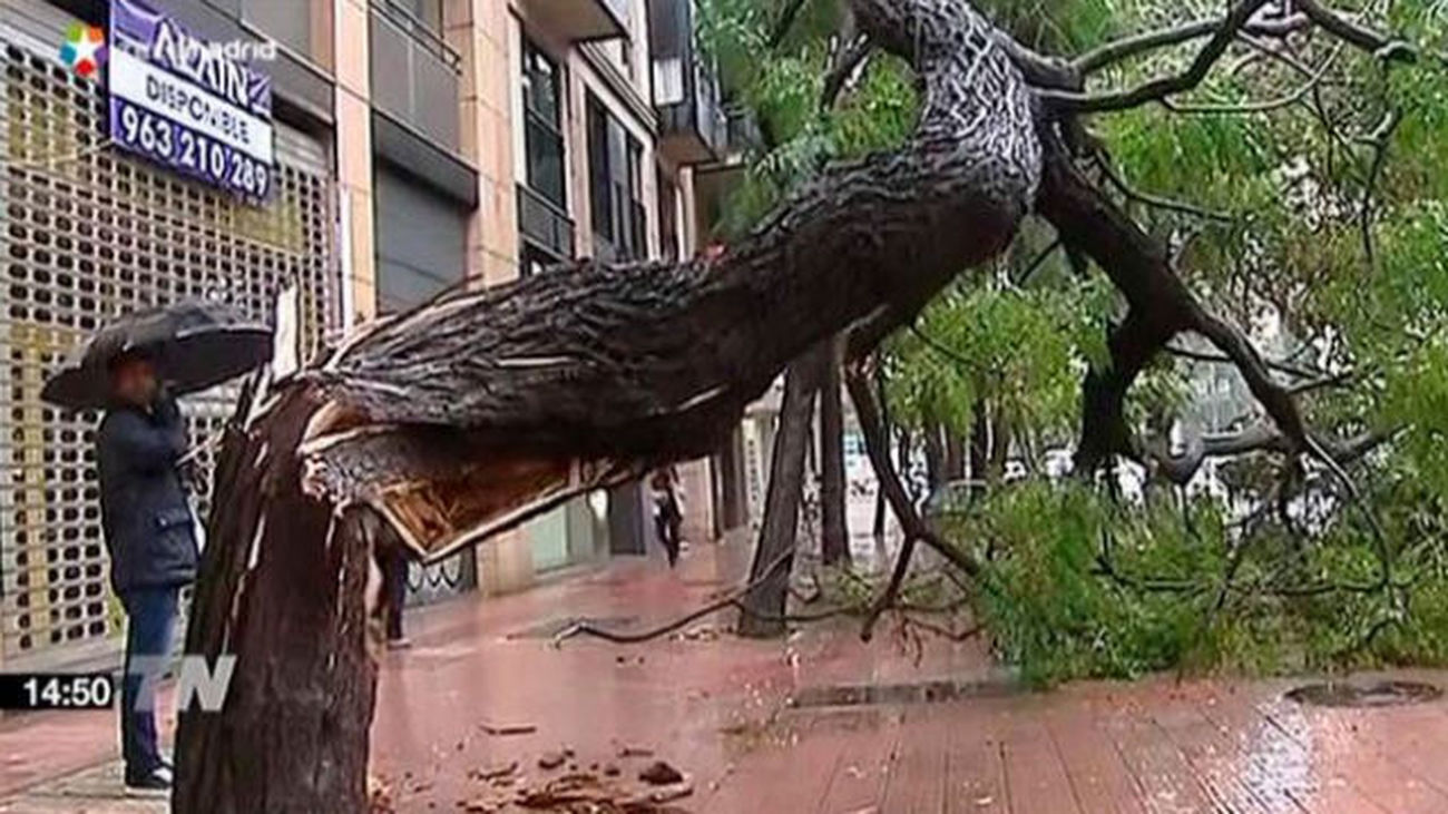 La caída de una rama ha vuelto a tener consecuencias fatales.