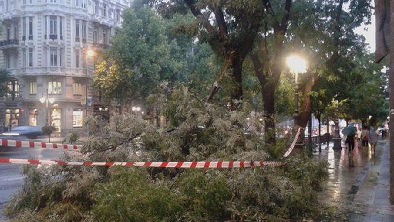 Casi 500 calles de Madrid sufrirán cortes esta semana por talas y podas