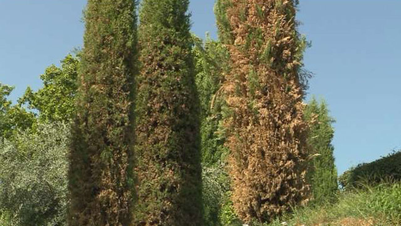 El calor seca muchos cipreses del Bosque del Recuerdo