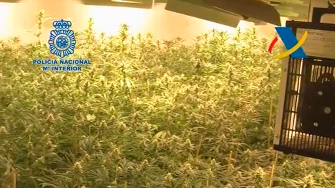 Dos detenidos con una sofisticada plantación de marihuana en un chalé de Tres Cantos