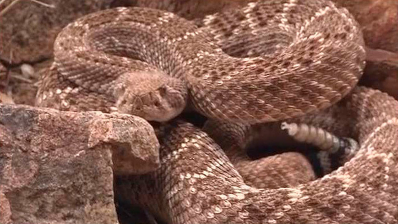 Un joven, herido por la mordedura de una serpiente de cascabel en Tetuán