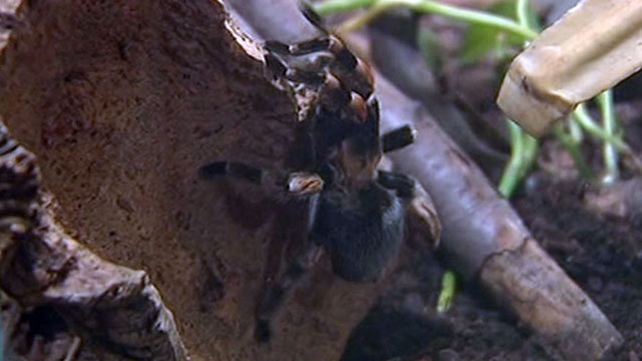 Una araña mortalmente peligrosa aparece un baño de Puente de Vallecas