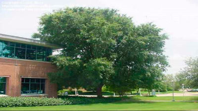 Una vecina de Móstoles denuncia que un olmo está invadiendo su vivienda