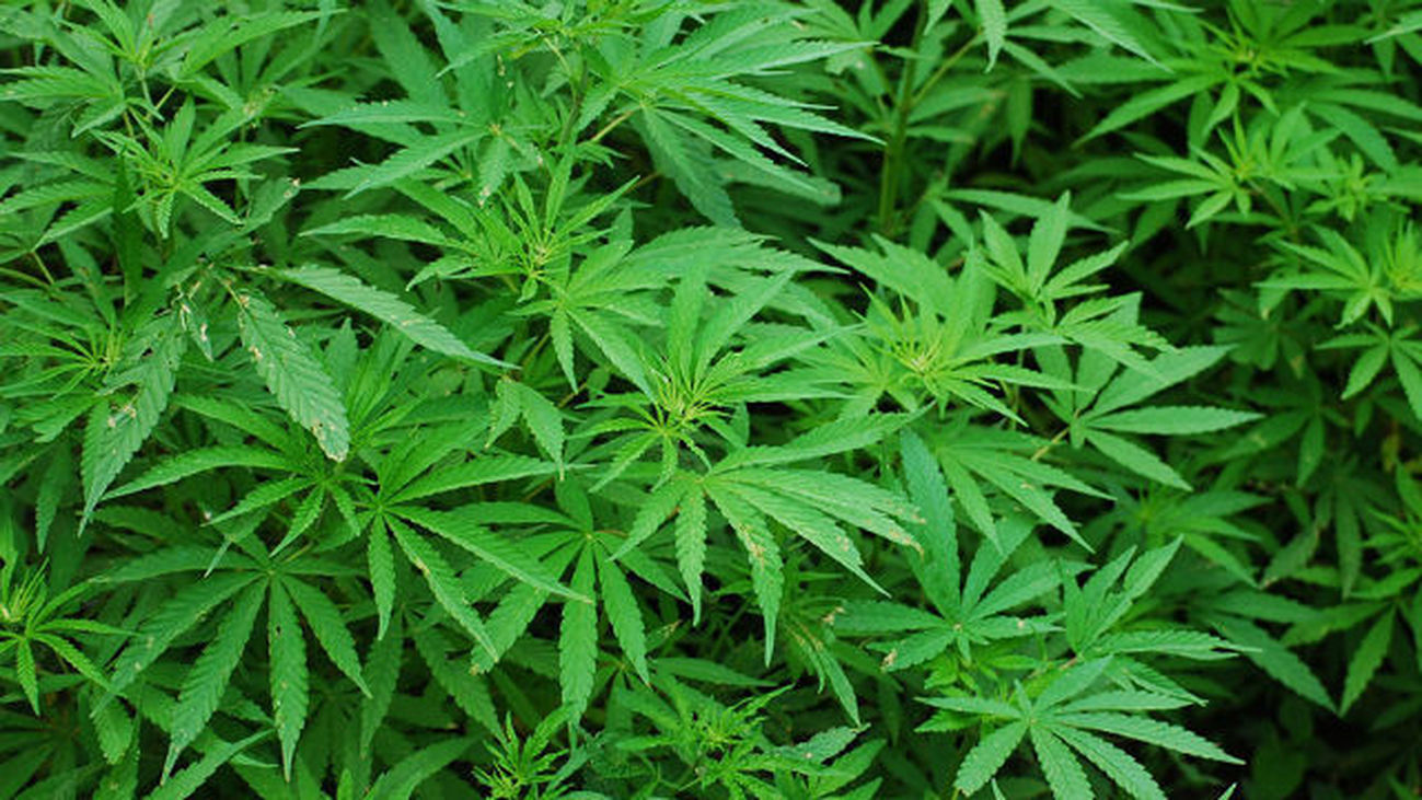 Los vecinos del número 19 de la calle Segovia de la capital no quieren que se abra un club de cannabis en su edificio