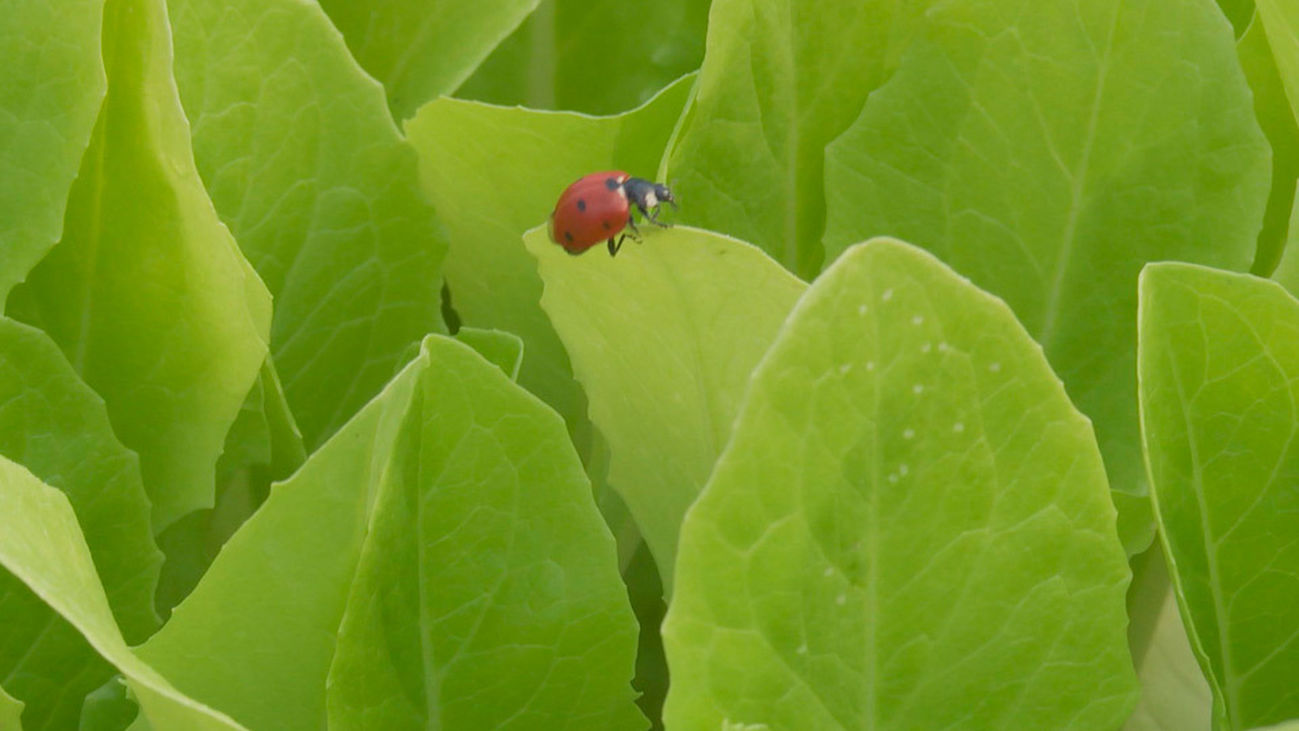 Mariquitas para controlar las plagas de pulgones