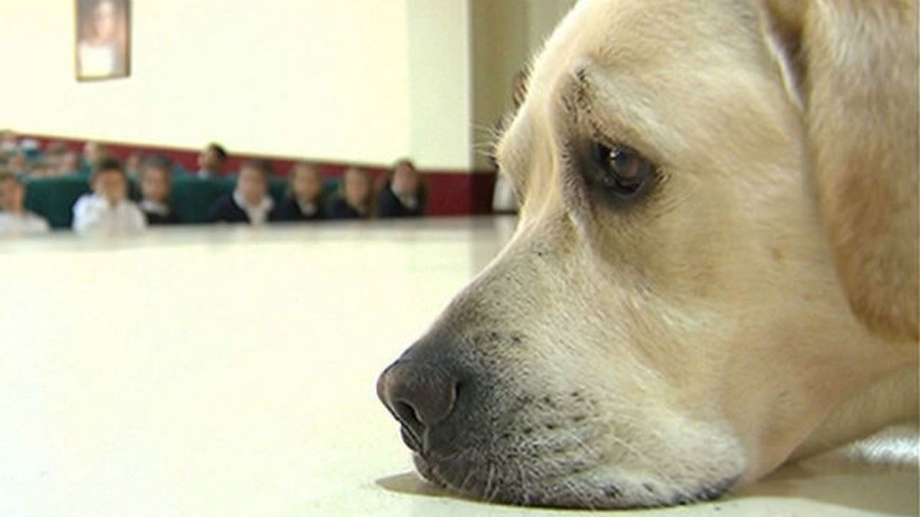 La Asamblea aprueba por unanimidad la Ley de Protección de Animales de Compañía