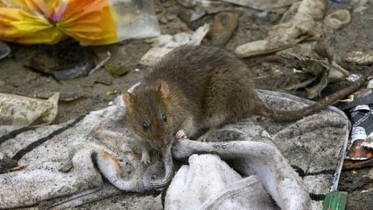 El Ayuntamiento de Madrid recibe más de 3.000 avisos por avistamiento de ratas