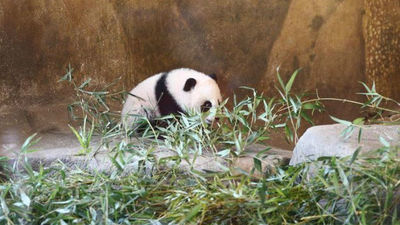Chulina, la cría de panda es presentada en sociedad en el Zoo
