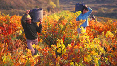 Finaliza la vendimia en la Comunidad de Madrid con un balance positivo