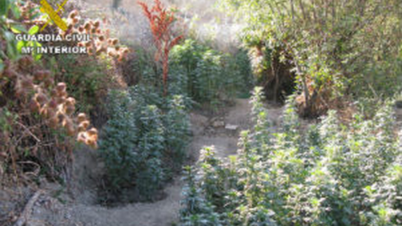 Desarticulado un grupo que plantaba marihuana y obligaba a menores a robar. Hay 19 detemidos.