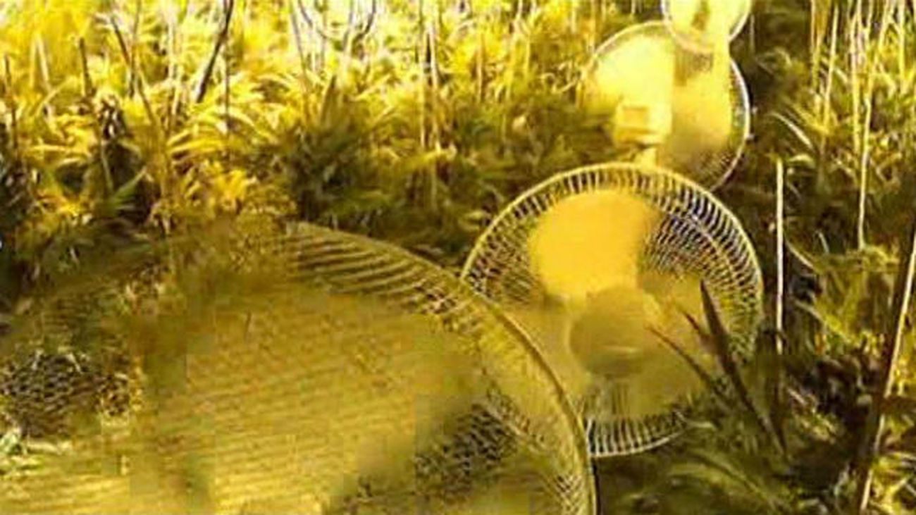 Desmantelado en Villanueva de Perales un piso utilizado para cultivo y procesamiento de marihuana