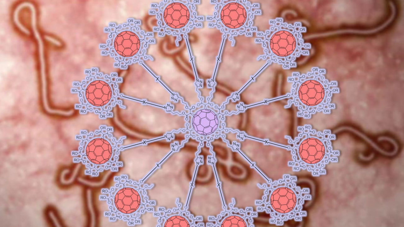 Importante avance en la lucha contra el Ebola. Científicos madrileños han diseñado una 'superbola de azúcar' que bloquea la inf