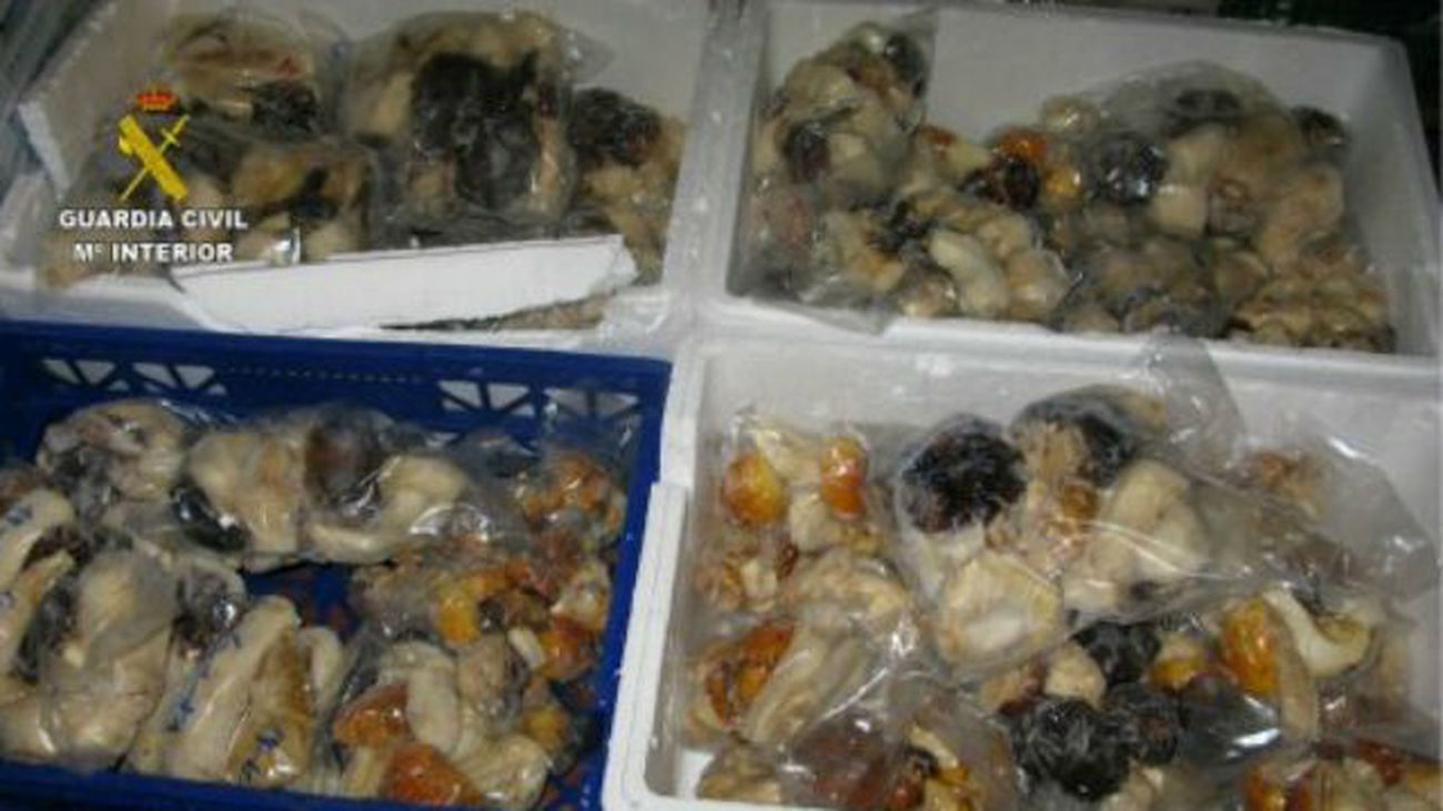 Inmovilizan 100 toneladas de alimentos y bebidas no aptos para el consumo