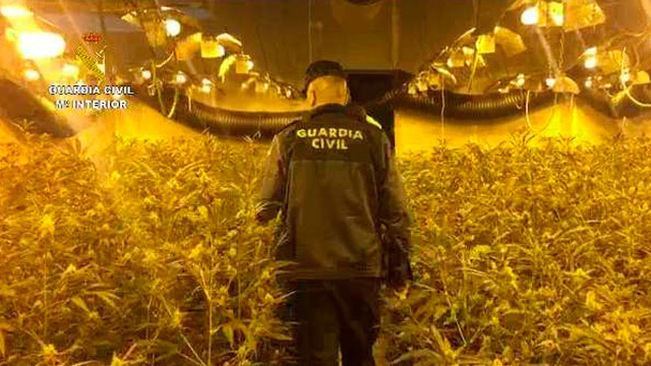 Intervenidas 17.000 plantas de marihuana cultivadas en naves industriales en Alcalá de Henares