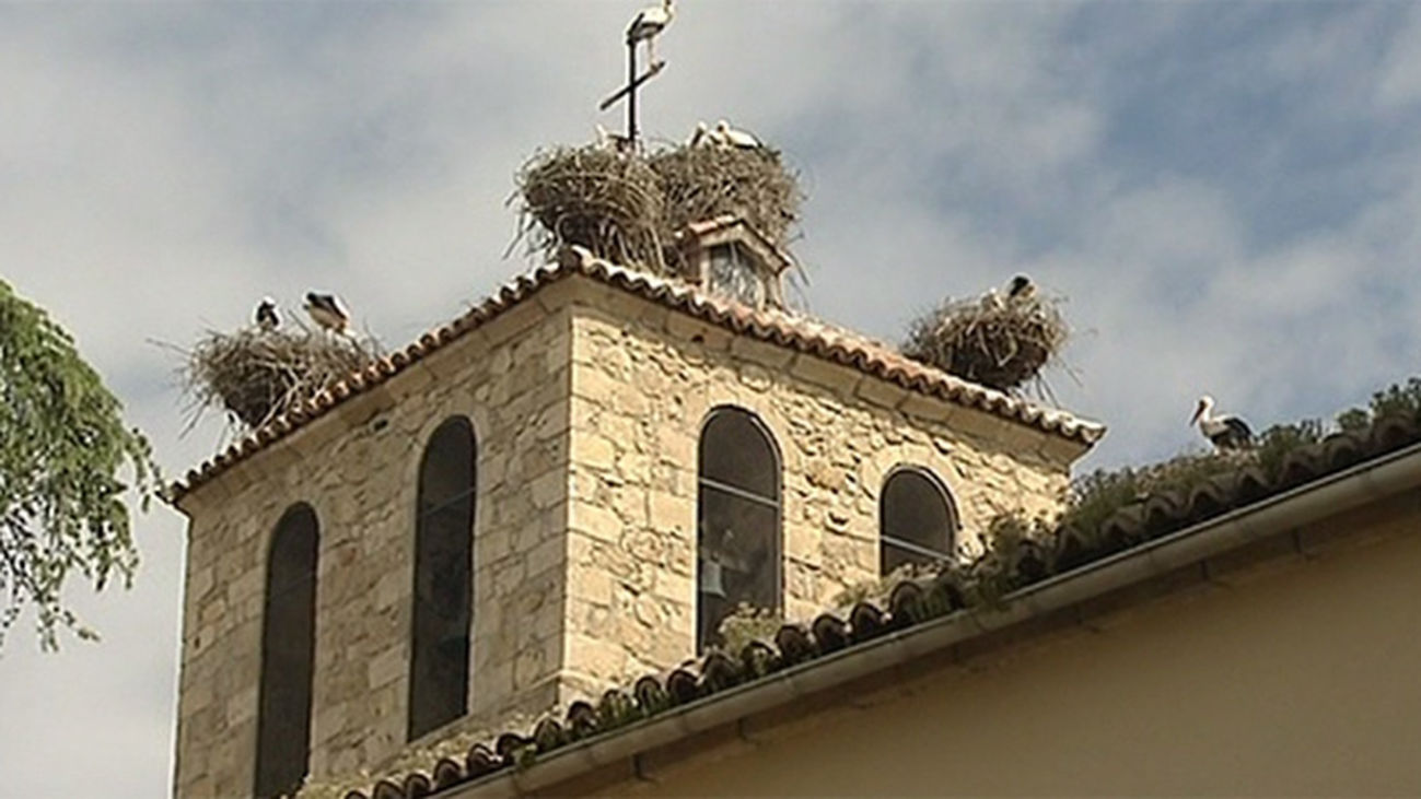 Invasión de cigüeñas en Soto del Real