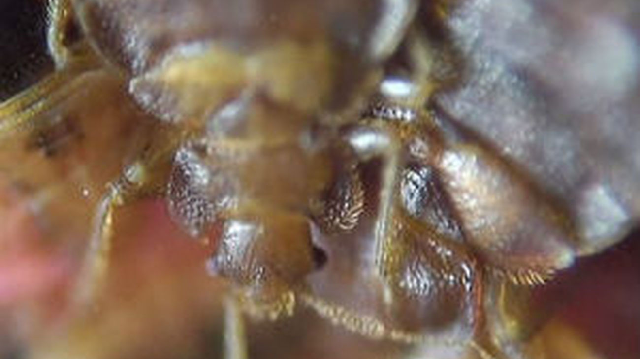 Lavapies infectado de chinches. Preocupación entre su habitantes