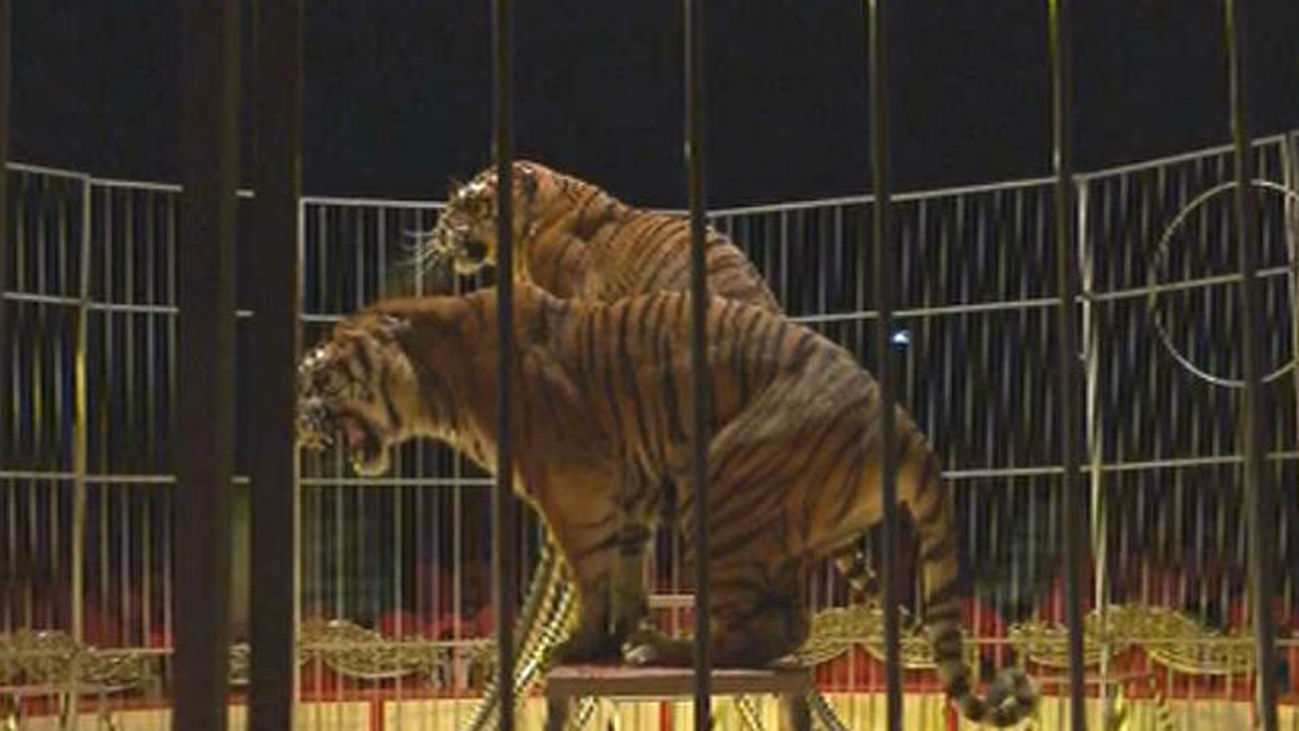 Madrid da el primer paso para prohibir los circos con animales salvajes
