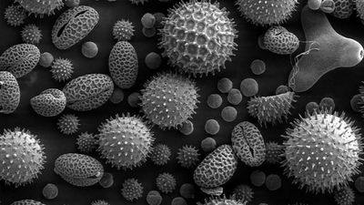 Madrid activa su sistema de información diaria sobre el polen invernal