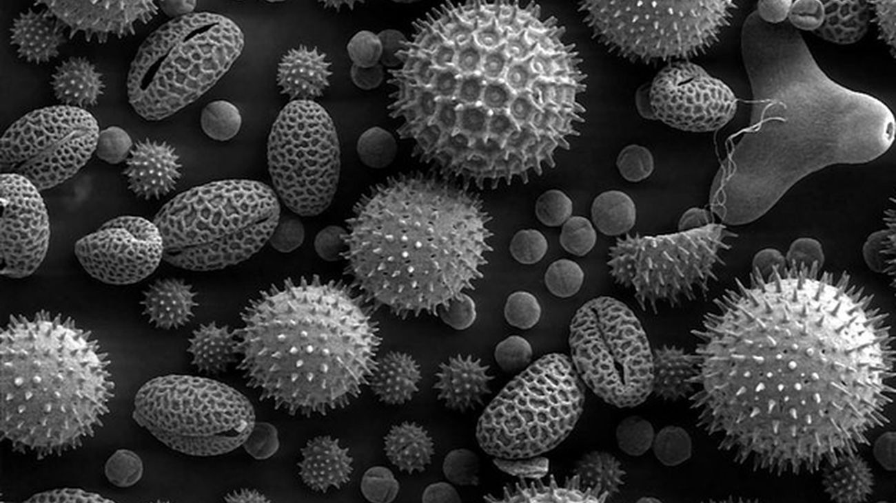 Madrid activa su sistema de información diaria sobre el polen invernal