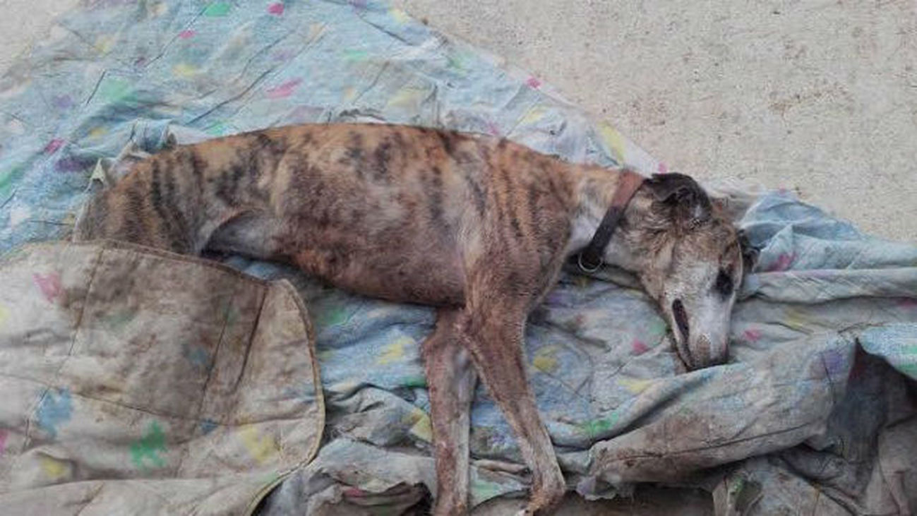 La Policía desmantela un circulo dedicada la pelea clandestina de perros