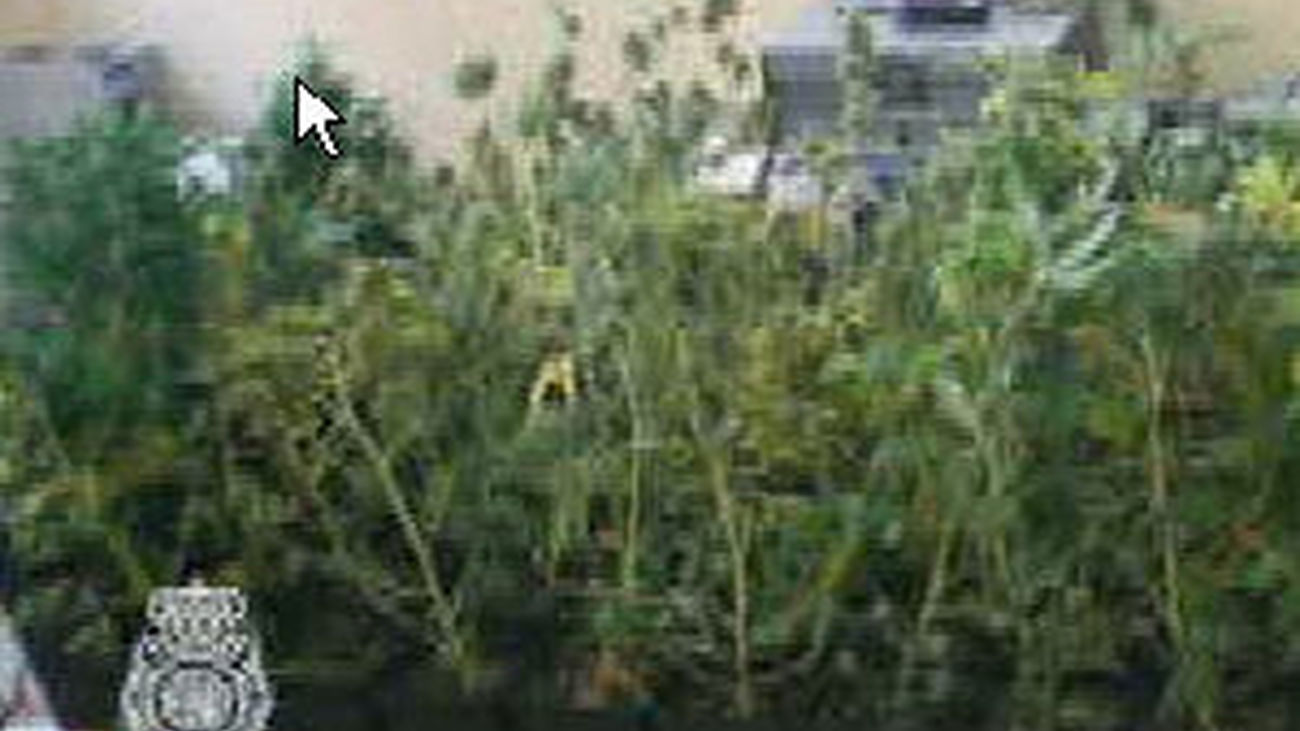 La Policía se ha incautado de más de 300 plantas de Marihuana en una nave industrial en Alcalá