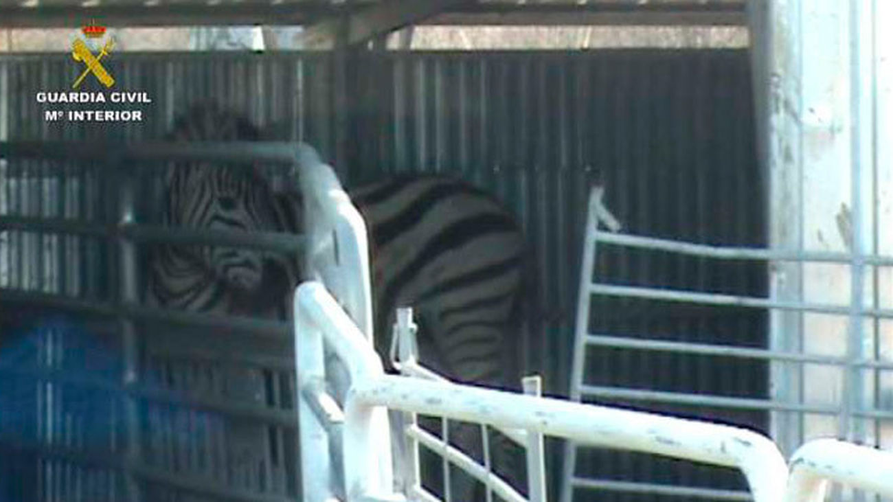 El SEPRONA desarticula una red que exportaba cebras enfermas a Dubai con documentación falsificada