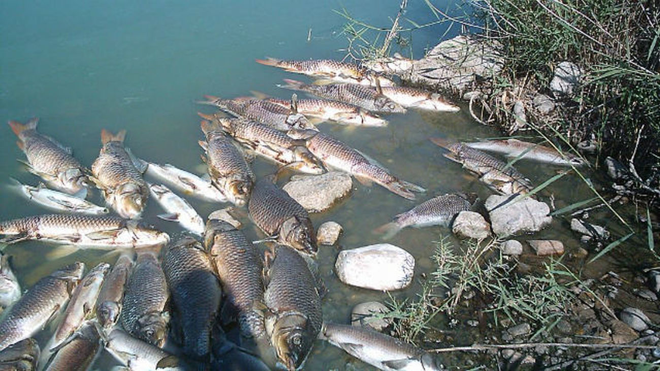 Vecinos y organizaciones ecologistas denuncian vertidos incontrolados en una laguna de Velilla de San Antonio