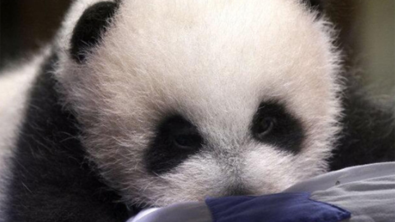 Xin Bao presentado en Sociedad