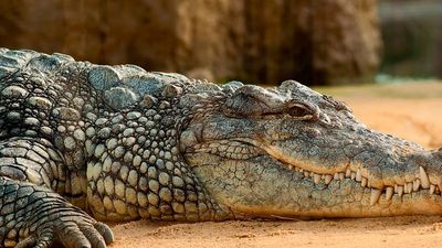 Aldeanos matan a 300 cocodrilos para vengar la muerte de un vecino en Indonesia