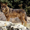 Una familia de lobos vive ya en el Parque Nacional del Guadarrama