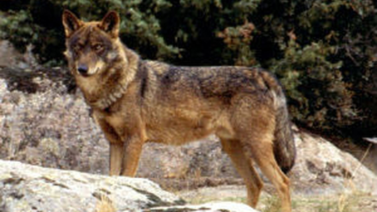 Una familia de lobos vive ya en el Parque Nacional del Guadarrama