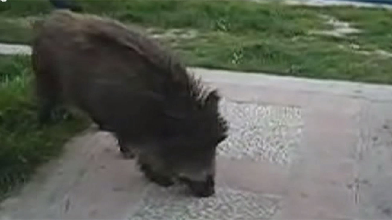 Los jabalíes invaden San Sebastián de los Reyes